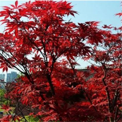 红枫