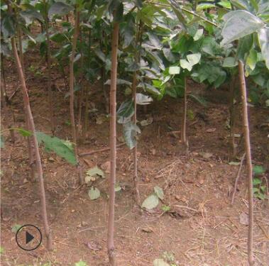 园林种植水果柿子