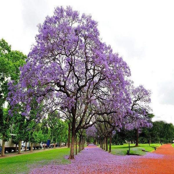 蓝花楹