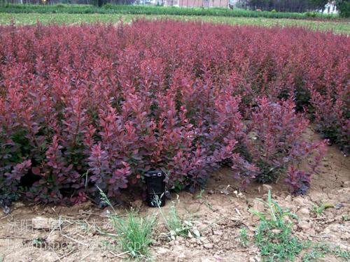 红叶小檗 红叶小檗