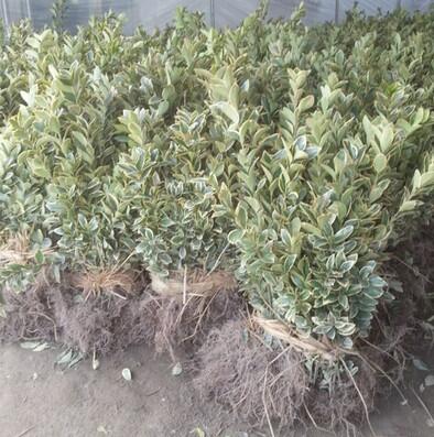 冬青苗庭院四季常青