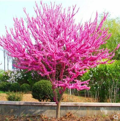 紫荆花树苗紫荆花苗满条红庭院