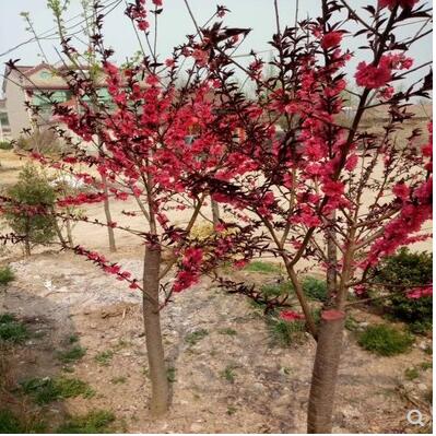 紫叶桃 紫叶桃苗紫叶桃树苗