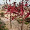 紫叶桃 紫叶桃苗紫叶桃树苗