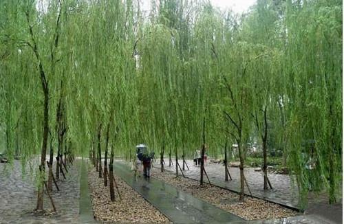 旱柳