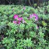 杜鹃花