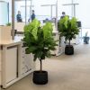 琴叶榕盆栽办公室内大型绿植观叶四季常青吸甲醛