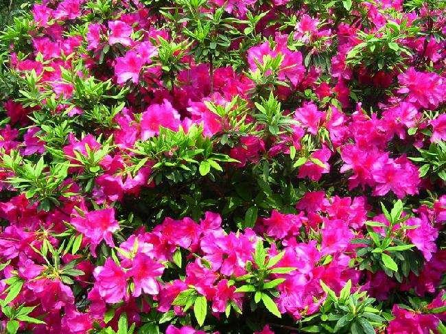 杜鹃花