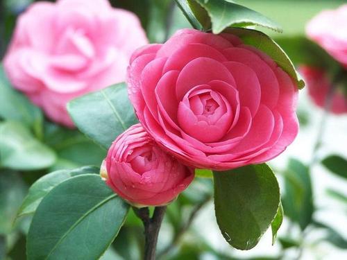 茶花