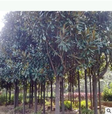 大量供应美国红栌优质园林绿化行道树 山东红栌小苗苗乔木花灌木图2