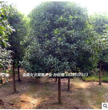 大量供应美国红栌优质园林绿化行道树 山东红栌小苗苗乔木花灌木图3