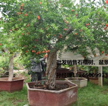苗圃直销1-20公分大果甜石榴树苗批发果树苗木盆景石榴树桩盆景图3