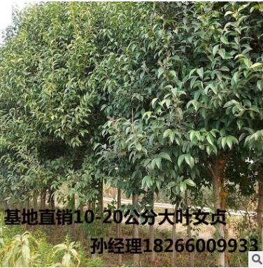 苗圃直销高杆大叶女贞树苗 常绿灌木绿化苗木女贞工程绿化图3
