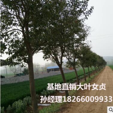 苗圃直销高杆大叶女贞树苗 常绿灌木绿化苗木女贞工程绿化图2