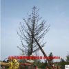 中国银杏之乡基地现货批发15、18、20、25、28、30公分银杏树