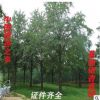 银杏之乡基地批发银杏树园林绿化银杏树 银杏树
