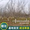 基地种植樱花树 庭院园林绿化批发樱花树 厂家供应嫁接樱花树
