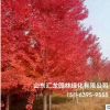 基地种植红枫树 厂家现货 规格齐全 庭院园林绿化红枫树批发
