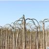 龙抓槐树苗批发 园林绿化苗木庭院绿化 龙抓槐苗行道观叶植物