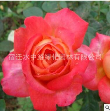 直销藤本月季花绿化花木庭院观赏阳台盆栽易存活规格齐全月季