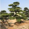 黑松盆景 造型黑松 日本黑松盆景 精品风景树 产的福建