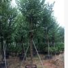 宫粉紫荆大量现货供应 胸径15公分宫粉紫荆树苗