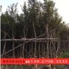 黄花风铃木