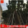 广东香樟基地批发各种规格大香樟树 小叶香樟树图片
