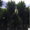 火焰木树苗 米径18公分火焰树 广东绿化市政工程树苗