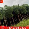小叶樟树基地批发 米径12公分光杆樟树