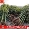 美丽异木棉 广东美人树 木棉基地批发 土球包装车 市政行道树