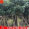 弓背树 广东黄槿树基地供应各种规格