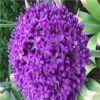 大花葱，荷兰进口，高80—100cm，花紫红色，非常艳丽，球形，直径12—20cm，有天然的艺术观赏价值