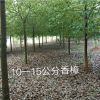 10—15公分香樟
