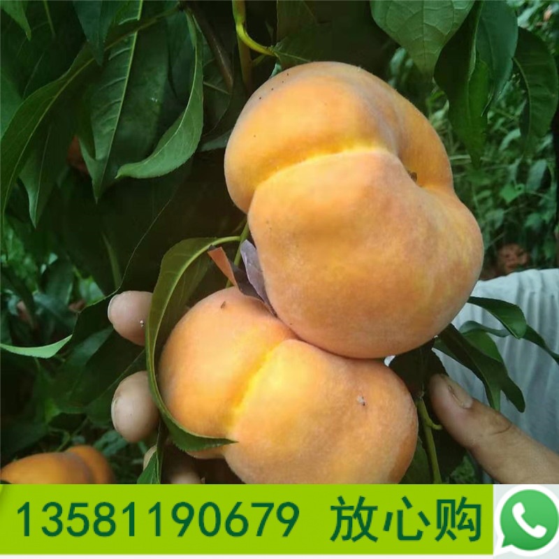 黄金蜜四号桃树苗1-4公分规格齐全适应南北方种植桃树苗