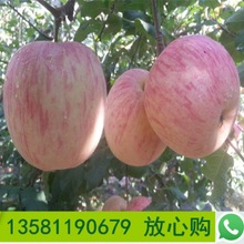 山东果树基地美八苹果树 大量批发品种纯正红星苹果树
