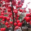 三生艺树基地批发红果冬青盆栽观果红果庭院耐寒植物欧洲红果冬青