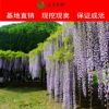 基地批发紫藤树苗爬藤植物四季攀爬紫藤萝苗盆栽阳台庭院围墙绿植