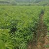 大量15-25cm大规格无患子苗木