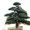 批发罗汉松造型树 15公分精品造型罗汉松 10cm原生罗汉松树