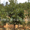 【树友苗木】2年 东魁3*杨梅树苗 仙居东魁 宁波慈溪杨梅苗