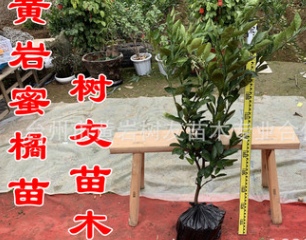 【树友苗木】3年嫁接苗黄岩蜜橘 桔子樹苗桔树果树苗桔苗图2