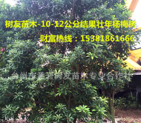 【树友苗木】大量现货10-12公分壮年已结果杨梅树 大果东魁黑炭树图2
