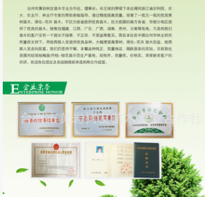 【树友苗木】红美人柑桔苗 红美人橘子爱媛28号桔子嫁接枝条图3
