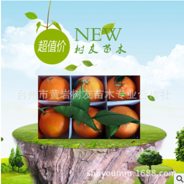【树友苗木】红美人柑桔苗 红美人橘子爱媛28号桔子嫁接枝条图2