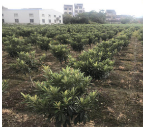 【树友苗木】5-6公分枇杷树 已结果壮年白沙枇杷树 果树苗木图2