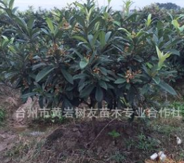 【树友苗木】5-6公分枇杷树 已结果壮年白沙枇杷树 果树苗木图3