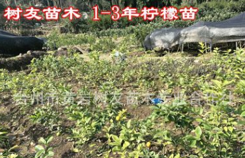 【树友苗木】2年柠檬嫁接移栽苗 量大优惠尤力克柠檬苗嫁接柠檬苗