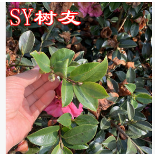 树友苗木 茶梅球 茶梅树苗 80公分高 80公分冠 精品茶梅树图3