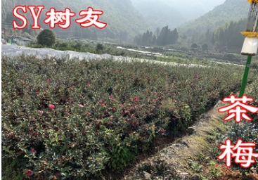 树友苗木 茶梅球 茶梅树苗 80公分高 80公分冠 精品茶梅树图2